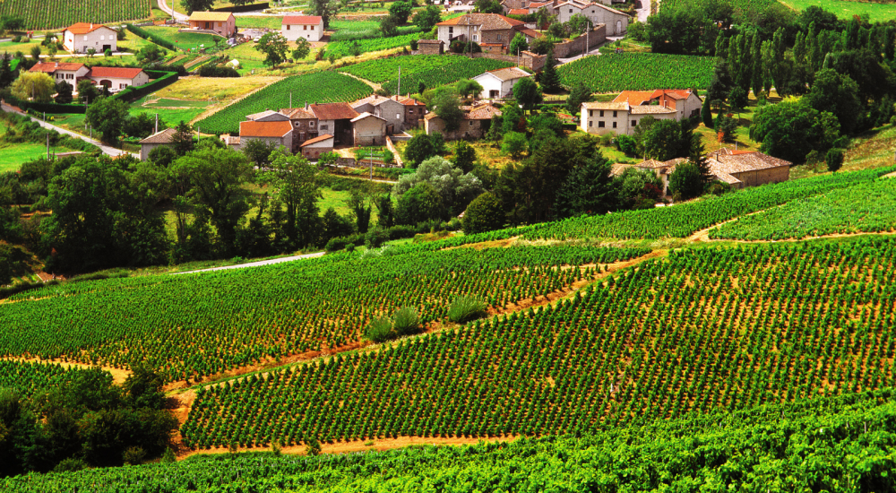 Beaujolais vin