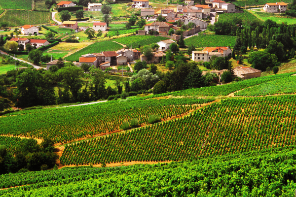 Beaujolais vin