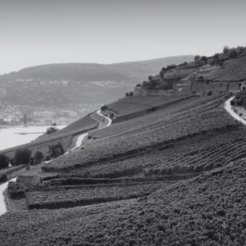 Rheingau