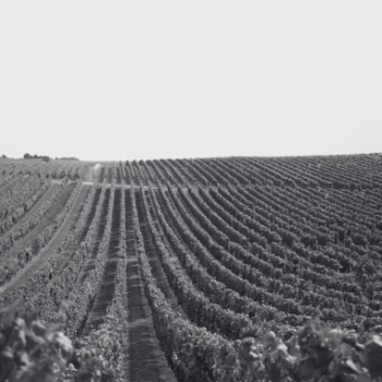 Rheinhessen